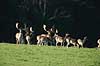 D�dyr. D�dyr p� brunstpladsen i Dyrehaven Dama dama J�gersborg Dyrehave / Sj�lland   pattedyr Hjorte, Cervidae, Parrett�ede hovdyr, Artiodactyla, hjort, d�vildt, gevir, fuldskuffel, dr�vtygger, brunst, fallow deer, d�hjort, dovhjort
