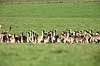 D�dyr. D�dyr p� brunstpladsen i Dyrehaven Dama dama J�gersborg Dyrehave / Sj�lland   pattedyr Hjorte, Cervidae, Parrett�ede hovdyr, Artiodactyla, hjort, d�vildt, gevir, fuldskuffel, dr�vtygger, brunst, fallow deer, d�hjort, dovhjort