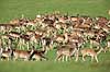 D�dyr. D�dyr p� brunstpladsen i Dyrehaven Dama dama J�gersborg Dyrehave / Sj�lland   pattedyr Hjorte, Cervidae, Parrett�ede hovdyr, Artiodactyla, hjort, d�vildt, gevir, fuldskuffel, dr�vtygger, brunst, fallow deer, d�hjort, dovhjort