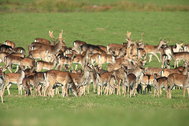 D�dyr. D�dyr p� brunstpladsen i Dyrehaven; Dama dama; J�gersborg Dyrehave / Sj�lland; ; ; pattedyr; Hjorte, Cervidae, Parrett�ede hovdyr, Artiodactyla, hjort, d�vildt, gevir, fuldskuffel, dr�vtygger, brunst, fallow deer, d�hjort, dovhjort
