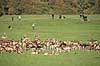 D�dyr. D�dyr p� brunstpladsen i Dyrehaven Dama dama J�gersborg Dyrehave / Sj�lland   pattedyr Hjorte, Cervidae, Parrett�ede hovdyr, Artiodactyla, hjort, d�vildt, gevir, fuldskuffel, dr�vtygger, brunst, fallow deer, d�hjort, dovhjort