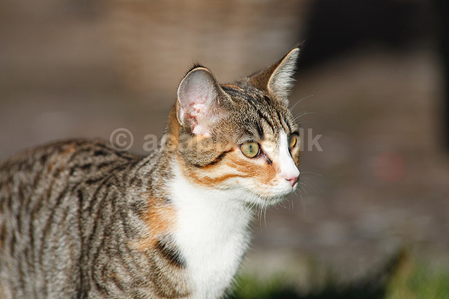 Huskat. Halv voksen kattekilling ; Felis catus; ; ; ; pattedyr; Rovdyr, Carnivora, Katte, Felidae, huskatte, tunge, kattetunge, kat
