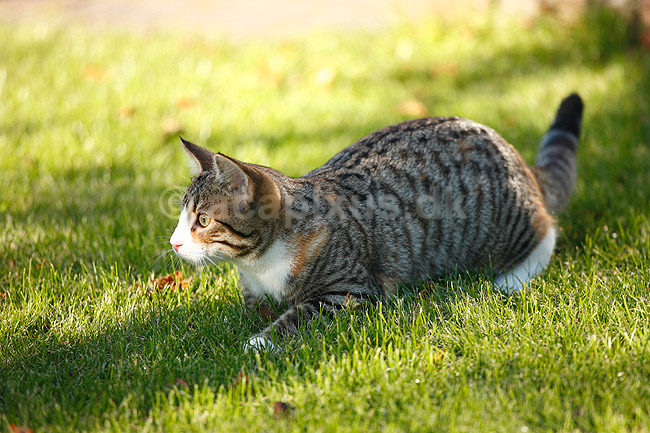 Huskat. Halv voksen kattekilling leger p� gr�spl�ne; Felis catus; ; ; ; pattedyr; Rovdyr, Carnivora, Katte, Felidae, huskatte, tunge, kattetunge, kat