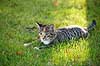 Huskat. Halv voksen kattekilling leger p� gr�spl�ne Felis catus    pattedyr Rovdyr, Carnivora, Katte, Felidae, huskatte, tunge, kattetunge, kat