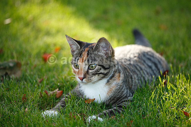 Huskat. Halv voksen kattekilling leger p� gr�spl�ne; Felis catus; ; ; ; pattedyr; Rovdyr, Carnivora, Katte, Felidae, huskatte, tunge, kattetunge, kat