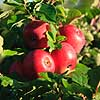 �bler. R�de spise�bler p� �bletr� Malus    planter Frugt, frugter, �ble, spise�ble, frugthave