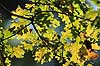 Egeblade. Efter�rsblade af eg gennemlyst af solen Quercus robur J�gersborg Dyrehave   planter B�ge-ordenen, Fagales, tr�er, egetr�, egetr�er, eg, efter�rsblade