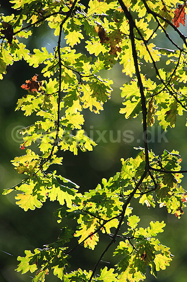Egeblade. Efter�rsblade af eg gennemlyst af solen; Quercus robur; J�gersborg Dyrehave; ; ; planter; B�ge-ordenen, Fagales, tr�er, egetr�, egetr�er, eg, efter�rsblade