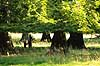 Dyrehaven. B�getr�er trimmet af dyrevildt i Dyrehaven Fagus sylvatica J�gersborg Dyrehave   planter Skov, skove, blade, tr�er, stamme, stammer