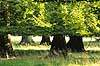 Dyrehaven. B�getr�er trimmet af dyrevildt i Dyrehaven Fagus sylvatica J�gersborg Dyrehave   planter Skov, skove, blade, tr�er, stamme, stammer