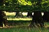 Dyrehaven. B�getr�er trimmet af dyrevildt i Dyrehaven Fagus sylvatica J�gersborg Dyrehave   planter Skov, skove, blade, tr�er, stamme, stammer