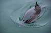 Marsvin. Marsvin tr�kker luft gennem �ndehul i Fjord og B�lt i Kerteminde p� Fyn Phocoena phocoena Kerteminde   Pattedyr Hvaler, hval, tandhval, tandhvaler. Cetacea, Phocoenidae