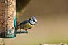 Bl�mejse. Bl�mejse med fr� i n�bet p� foderbr�t i have Parus caeruleus M�l�v   fugle Bl�mejser, Mejser, Paridae, Spurvefugle, Passeriformes