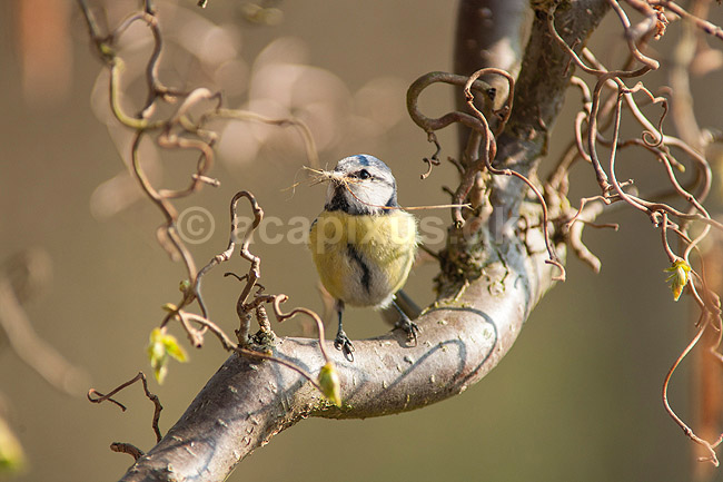Bl�mejse. Bl�mejse med redemateriale i n�bet p� troldhassel i have; Parus caeruleus; M�l�v; ; ; fugle; Bl�mejser, Mejser, Paridae, Spurvefugle, Passeriformes