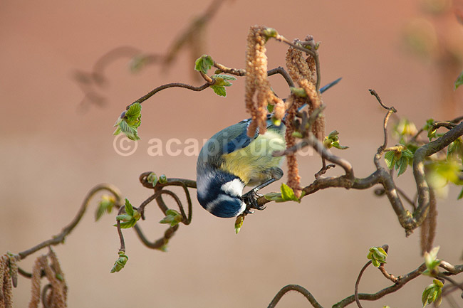Bl�mejse. Bl�mejse spiser friske skud p� troldhassel i have; Parus caeruleus; M�l�v; ; ; fugle; Bl�mejser, Mejser, Paridae, Spurvefugle, Passeriformes