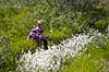 K�ruld. En pige plukker k�ruld i Kangerlussuaq p� Gr�nland (Model release)  Kangerlussuaq Gr�nland   S�ndre Str�mfjord
