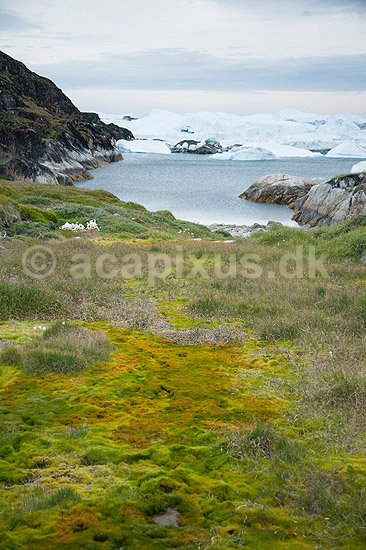 Ilulissat Isfjord. Isbjerge i Ilulissat Isfjord med mos i eng i fjeldet i forgrunden.; ; Ilulissat; Gr�nland; ; ; Jakobshavn, isbjerg, Ilulissat Isfjord, fjeldlandskab