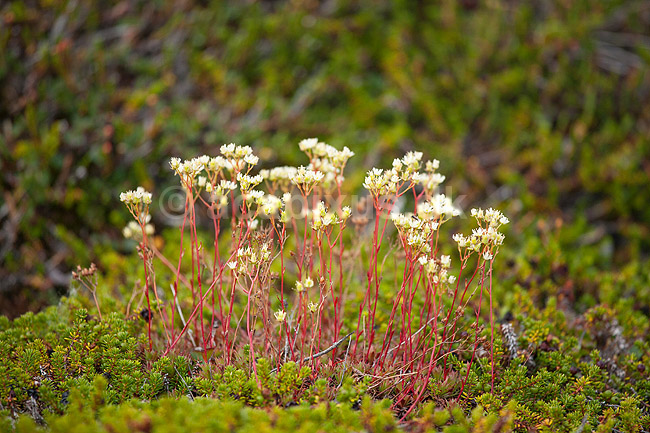 Fjeldflora. Arktisk blomst i fjeldet; ; Ilulissat; Gr�nland; ; ; Jakobshavn, fjeldlandskab