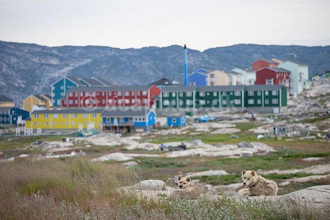 Sl�dehunde. Sl�dehunde st�r opbundet i kenneler i udkanten af Ilulissat sommeren over.; Canis familiaris; Ilulissat; Gr�nland; ; ; Jakobshavn, sl�dehund