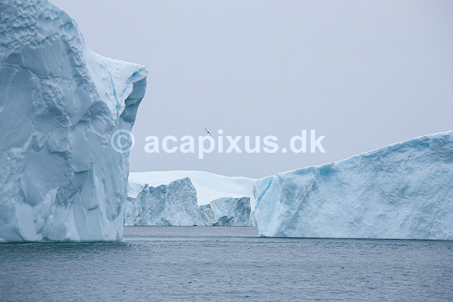 Isbjerge. Isbjerge i Ilulissat Isfjord; ; Ilulissat; Gr�nland; ; ; Jakobshavn, isbjerge, iceberg, icebergs