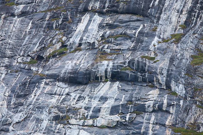 Grundfjeld. Det Gr�nlandske grundfjeld ved kysten nord for Ilulissat; ; Ilulissat; Gr�nland; ; ; Jakobshavn, klippe