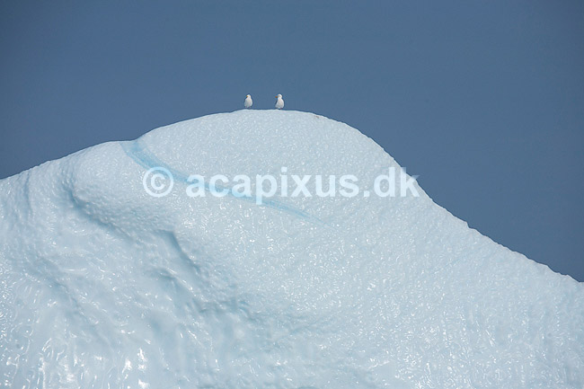 Isbjerg. M�ger p� toppen af isbjerg ud for Ilulissat; ; Ilulissat; Gr�nland; ; ; Jakobshavn, isbjerge, iceberg, icebergs