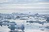 Fiskerb�d. Fiskere fanger helleflynder p� langline mellem isbjerge ud for  Ilulissat  Ilulissat Gr�nland   Jakobshavn, isbjerge, iceberg, icebergs, b�d, b�de