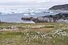 Ilulissat Isfjord. Isbjerge i Isfjorden ved Ilulissat med k�ruld i fjeldet i forgrunden  Ilulissat Gr�nland   Jakobshavn, isbjerg, Ilulissat Isfjord, isbjerg