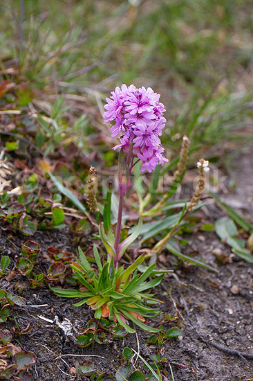 Fjeldflora. Arktisk blomst i fjeldet; ; Ilulissat; Gr�nland; ; ; Jakobshavn, fjeldlandskab