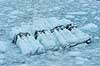 Isbjerge. Isflage med striber af st�v ud for Eqi gletsjeren  Ilulissat Gr�nland   Jakobshavn, isbjerge, iceberg, icebergs