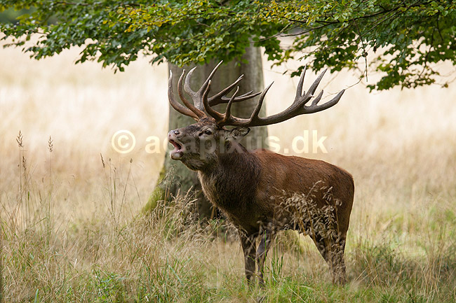 Kronhjort. Br�lende kronhjort i sit revir under brunstperioden; Cervus elaphus; J�gersborg Dyrehave / Sj�lland; ; ; pattedyr; Hjorte, kronhjorte, Cervidae, Parrett�ede hovdyr, Artiodactyla, Krondyr, Red deer, kronvildt, krondyr, kronhjorte, brunst, hjort
