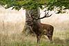 Kronhjort. Br�lende kronhjort i sit revir under brunstperioden Cervus elaphus J�gersborg Dyrehave / Sj�lland   pattedyr Hjorte, kronhjorte, Cervidae, Parrett�ede hovdyr, Artiodactyla, Krondyr, Red deer, kronvildt, krondyr, kronhjorte, brunst, hjort