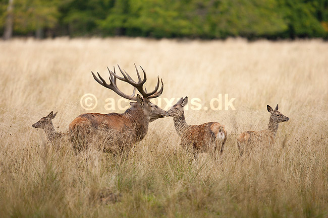 Kronhjort. Kronhjort og kronhind ser ud som om de kysser under brunst perioden; Cervus elaphus; J�gersborg Dyrehave / Sj�lland; ; ; pattedyr; Hjorte, kronhjorte, Cervidae, Parrett�ede hovdyr, Artiodactyla, Krondyr, Red deer, kronvildt, krondyr, kronhjorte, brunst, hjort, romantik, kys, k�rlighed