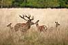 Kronhjort. Kronhjort og kronhind ser ud som om de kysser under brunst perioden Cervus elaphus J�gersborg Dyrehave / Sj�lland   pattedyr Hjorte, kronhjorte, Cervidae, Parrett�ede hovdyr, Artiodactyla, Krondyr, Red deer, kronvildt, krondyr, kronhjorte, brunst, hjort, romantik, kys, k�rlighed