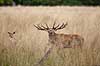 Kronhjort. Kronhjort indsnuser pheromoner under brunst perioden Cervus elaphus J�gersborg Dyrehave / Sj�lland   pattedyr Hjorte, kronhjorte, Cervidae, Parrett�ede hovdyr, Artiodactyla, Krondyr, Red deer, kronvildt, krondyr, kronhjorte, brunst, hjort