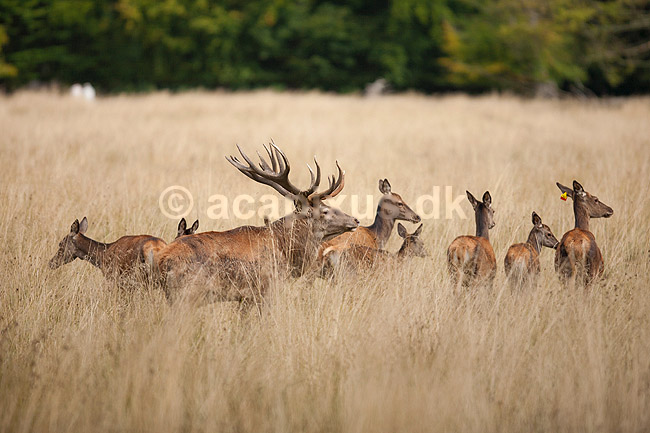 Kronhjort. Kronhjort med sit harem i sit revir under brunstperioden; Cervus elaphus; J�gersborg Dyrehave / Sj�lland; ; ; pattedyr; Hjorte, kronhjorte, Cervidae, Parrett�ede hovdyr, Artiodactyla, Krondyr, Red deer, kronvildt, krondyr, kronhjorte, brunst, hjort
