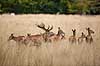 Kronhjort. Kronhjort med sit harem i sit revir under brunstperioden Cervus elaphus J�gersborg Dyrehave / Sj�lland   pattedyr Hjorte, kronhjorte, Cervidae, Parrett�ede hovdyr, Artiodactyla, Krondyr, Red deer, kronvildt, krondyr, kronhjorte, brunst, hjort