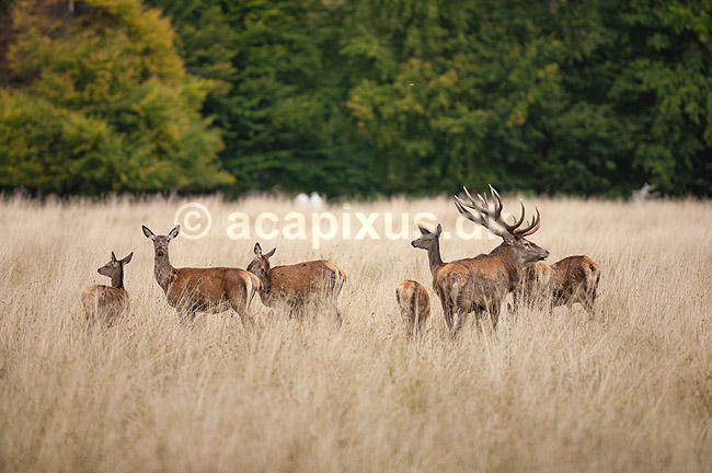 Kronhjort. Kronhjort med sit harem i sit revir under brunstperioden; Cervus elaphus; J�gersborg Dyrehave / Sj�lland; ; ; pattedyr; Hjorte, kronhjorte, Cervidae, Parrett�ede hovdyr, Artiodactyla, Krondyr, Red deer, kronvildt, krondyr, kronhjorte, brunst, hjort