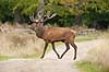Kronhjort. Kronhjort i Dyrehaven Cervus elaphus J�gersborg Dyrehave / Sj�lland   pattedyr Hjorte, kronhjorte, Cervidae, Parrett�ede hovdyr, Artiodactyla, Krondyr, Red deer, kronvildt, krondyr, kronhjorte, brunst, hjort