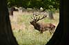 Kronhjort. Br�lende kronhjort i sit revir bag b�gestammer under brunstperioden Cervus elaphus J�gersborg Dyrehave / Sj�lland   pattedyr Hjorte, kronhjorte, Cervidae, Parrett�ede hovdyr, Artiodactyla, Krondyr, Red deer, kronvildt, krondyr, kronhjorte, brunst, hjort