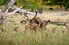 Kronhjorte. Kronhjort bed�gger kronhind under brunst perioden i Dyrehaven Cervus elaphus J�gersborg Dyrehave / Sj�lland   pattedyr Hjorte, kronhjorte, Cervidae, Parrett�ede hovdyr, Artiodactyla, Krondyr, Red deer, kronvildt, krondyr, kronhjorte, brunst, hjort, parring, sex, reproduktion, gevir
