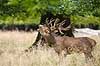Kronhjort. Br�lende kronhjort i sit revir under brunstperioden Cervus elaphus J�gersborg Dyrehave / Sj�lland   pattedyr Hjorte, kronhjorte, Cervidae, Parrett�ede hovdyr, Artiodactyla, Krondyr, Red deer, kronvildt, krondyr, kronhjorte, brunst, hjort