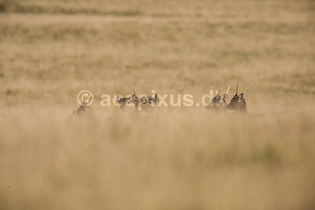 D�dyr. Unge D�hjorte bag bakke p� Erimitagesletten i Dyrehaevn; Dama dama; J�gersborg Dyrehave / Sj�lland; ; ; pattedyr; Hjorte, Cervidae, Parrett�ede hovdyr, Artiodactyla, hjort, d�vildt, gevir, dr�vtygger, brunst, fallow deer, d�hjort, dovhjort