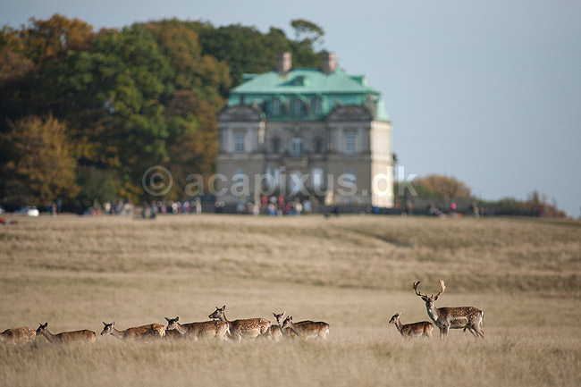 D�dyr. D�dyr foran Erimitageslottet i Dyrehaven; Dama dama; J�gersborg Dyrehave / Sj�lland; ; ; pattedyr; Hjorte, Cervidae, Parrett�ede hovdyr, Artiodactyla, hjort, d�vildt, gevir, fuldskuffel, dr�vtygger, brunst, fallow deer, d�hjort, dovhjort