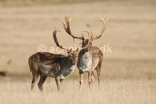 D�dyr. D�dyr p� Erimitagesletten i Dyrehaven; Dama dama; J�gersborg Dyrehave / Sj�lland; ; ; pattedyr; Hjorte, Cervidae, Parrett�ede hovdyr, Artiodactyla, hjort, d�vildt, gevir, fuldskuffel, dr�vtygger, brunst, fallow deer, d�hjort, dovhjort