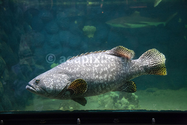 Danmarks Akvarium. Fisk (grouper) i Danmarks Akvarium i Charlottenlund; ; Charlottenlund; ; ; fisk; Akvarier, akvarie