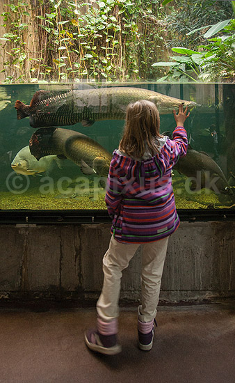 Danmarks Akvarium. Pige kigger p� arapaima i regnskovs akvarium i Danmarks Akvarium; Arapaima gigas; Charlottenlund; ; ; fisk; Akvarier, akvarie, regnskovsfisk
