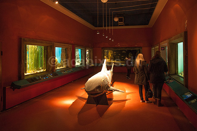 Danmarks Akvarium. G�ster kigger p� akvariefisk i akvarium i Danmarks Akvarium; ; Charlottenlund; ; ; fisk; Akvarier, akvarie