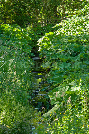 Hestehov. R�d Hestehov voksende p� brinkerne af M�l�v �. Ogs� kendt som skr�ppe, tordenskr�ppe, pestilensurt; Petasites hybridus; M�l�v; ; ; Planter; R�rhannede, Asteranae, Kurveblomst-familien, Asteraceae, Compositae