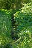 Hestehov. R�d Hestehov voksende p� brinkerne af M�l�v �. Ogs� kendt som skr�ppe, tordenskr�ppe, pestilensurt Petasites hybridus M�l�v   Planter R�rhannede, Asteranae, Kurveblomst-familien, Asteraceae, Compositae